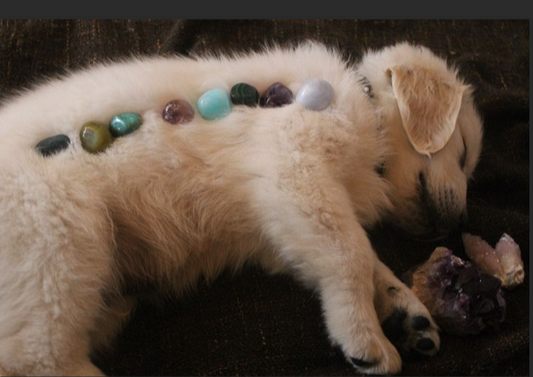 Using Healing Crystals with and for Pets to Promote Health and Healing