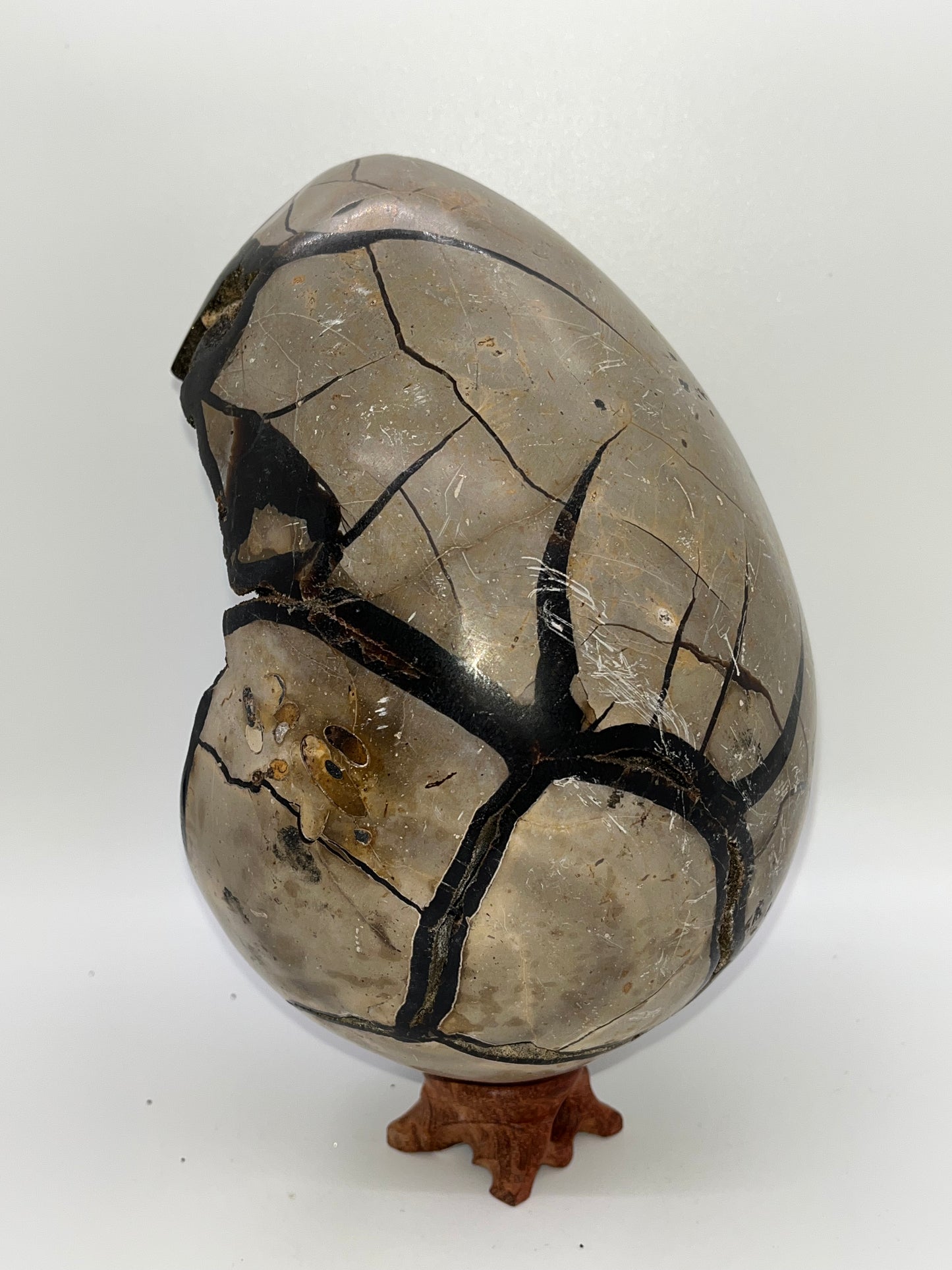 Septarian Crystal Egg Specimens